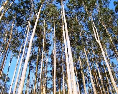 €18 milhões para melhorar produtividade na plantação de eucalipto