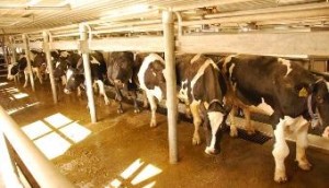 1º Encontro MilkPoint: Legalização e Eficiência nas Explorações Leiteiras