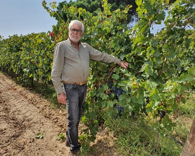 2020 é um ano de produção média-alta para a Bacalhôa Vinhos