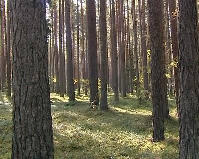 500 milhões de euros para a Floresta