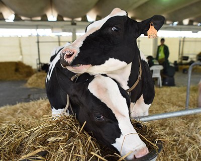 51ª Edição da AGRO arranca a 10 de maio de 2018