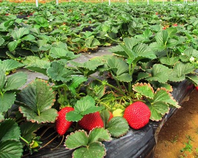 A Agricultura em Portugal