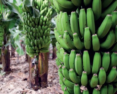 A banana das Canárias