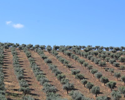A Bioclimatologia na Interpretação do Território Olivícola em Trás-os-Montes - bibliografia