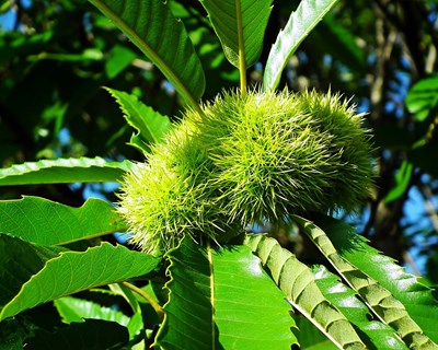 A ciência aliada aos castanheiros