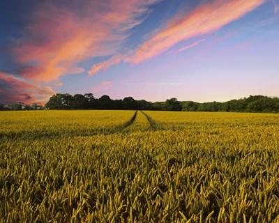 A Europa e a urgência de um futuro coletivo para a agricultura