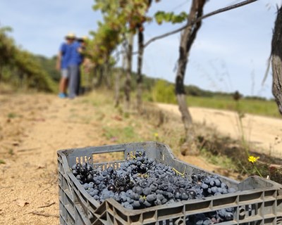 A experiência de vindimar no Alentejo com a bucha e o cante alentejano