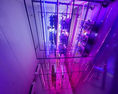A iluminação artificial em horticultura