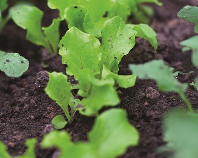 A importância da matéria orgânica do solo na produção agrícola e o papel dos adubos orgânicos