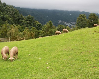 A valorização das pastagens e forragens