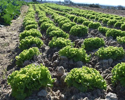 A Vinha do Castanheiro vai avançar