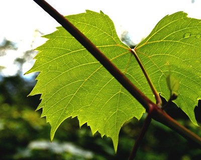 A VINHA E O VINHO, tema da nova edição da CULTIVAR publicada pelo GPP
