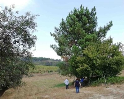 Abertas candidaturas para inscrição de terrenos no Banco de Terras para pastores em Viseu