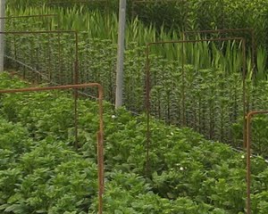 Abertas as inscrições para o PlantUp – 1º Encontro Internacional de Hortícolas em Estufa