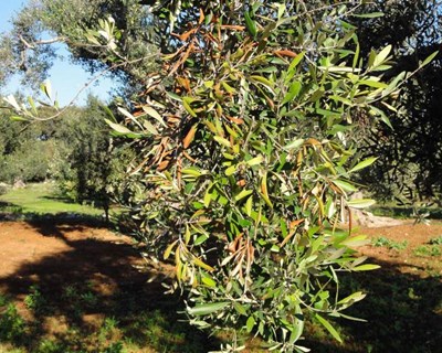Ações de formação sobre Xylella fastidiosa