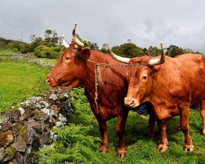 Açores acolhem Dia do Criador da Raça Ramo Grande