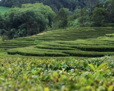 Açores firma contratos para preservação de paisagens tradicionais
