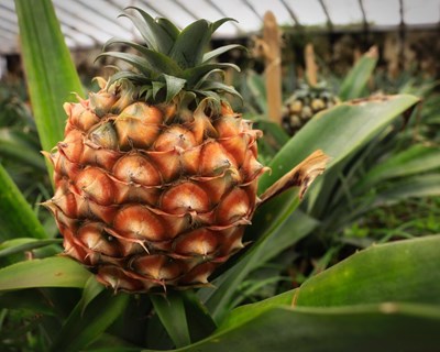 Açores querem duplicar produção em modo biológico em 10 anos