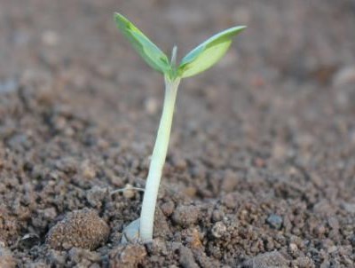 ACUAsave: Agricultura de Conservação e Utilização Eficiente da Água