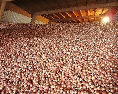 Advice.Agribusiness divulga variedades híbridas de cebolas de dias longos