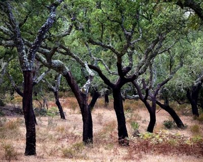 Agrária de Coimbra planta espécies autóctones em Avô
