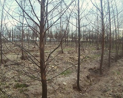 Agricultores afetados pelos incêndios retomam atividade entre a esperança e as dificuldades