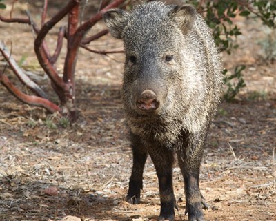 Agricultores de Coimbra exigem controlo de animais que destroem culturas