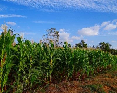 Agricultores ibéricos definem estratégia de ação conjunta no Congresso Ibérico do Milho