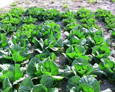 Agricultores já podem aderir a Agrupamentos de Produtores Multiprodutos