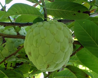 Agricultores madeirenses recebem formação em culturas subtropicais