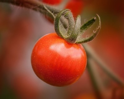 Agricultores: mais de 300 candidaturas com prejuízos acima de 5 mil euros