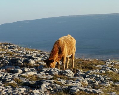 Agricultores portugueses observam in loco programa agroambiental inovador na Irlanda