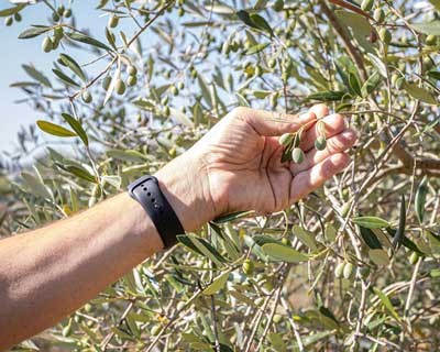 Agricultores pretendem investir cerca de 1,5 milhões de euros no Ribatejo Interior com o apoio da TAGUS