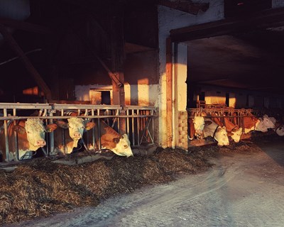 Agricultores recebem 22,4 milhões em resposta aos custos de produção