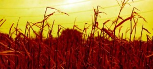 Agricultura: alterações climáticas podem resultar numa quebra na produção de 25% em 2030