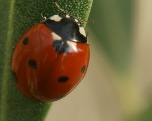 Agricultura Biológica: síntese informativa revela rápido crescimento do setor