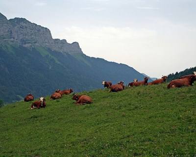 Agricultura emprega 25 milhões de pessoas na União Europeia