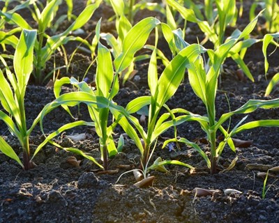 Agricultura Familiar com novo espaço web