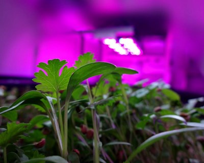 Agricultura também se faz com códigos e sensores