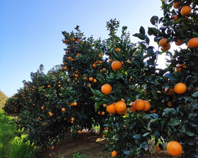 Agro+Eficiente: valorização de recursos genéticos tradicionais -  novas culturas e gestão de água de rega em contexto de alterações climáticas