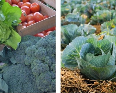 AGROBIO lança novos cursos em 2020