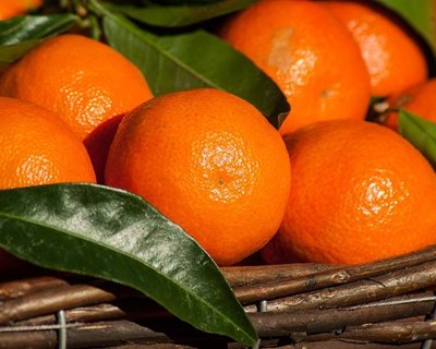 AGROBIO realiza inquérito à produção, transformação, distribuição e consumo em agricultura biológica