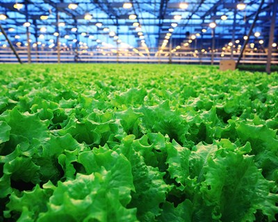 AIP promove seminário "Sustentabilidade e Inovação na Agroindústria"
