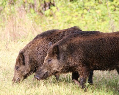 Alemanha anuncia primeiro caso de peste suína africana