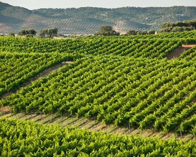 Alentejo foi a região mais disputada pelos candidatos a viticultores em 2016