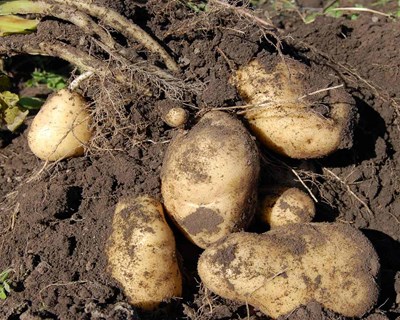 Alerta contra praga da batata