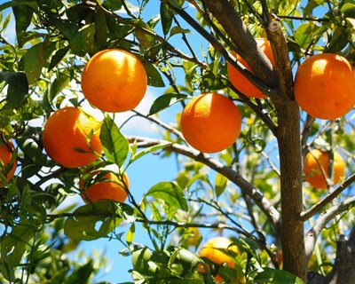 AlgarOrange defende a citricultura algarvia