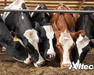Alltech desenvolve tecnologias para reduzir pegada ecológica das vacas leiteiras