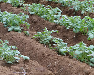 A alteração climática pode aumentar a produtividade no cultivo de batatas