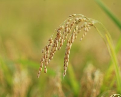 Ação: "Alterações climáticas, ambiente e produção de arroz - desafios e caminhos a explorar"
